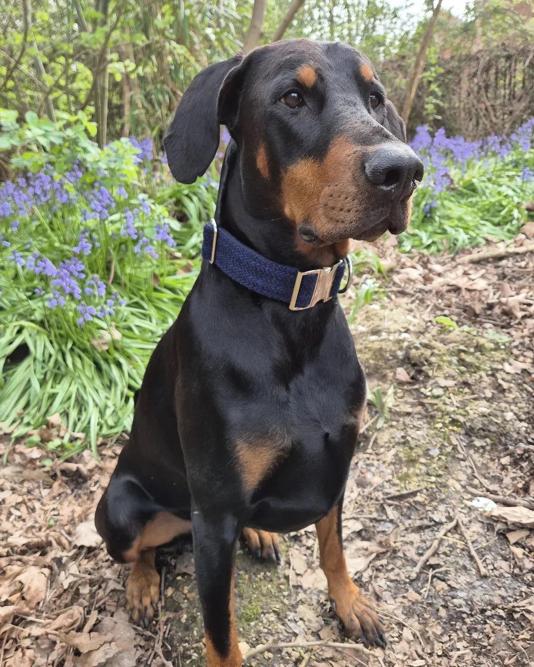 Blue and Grey Check Big Dog Collar