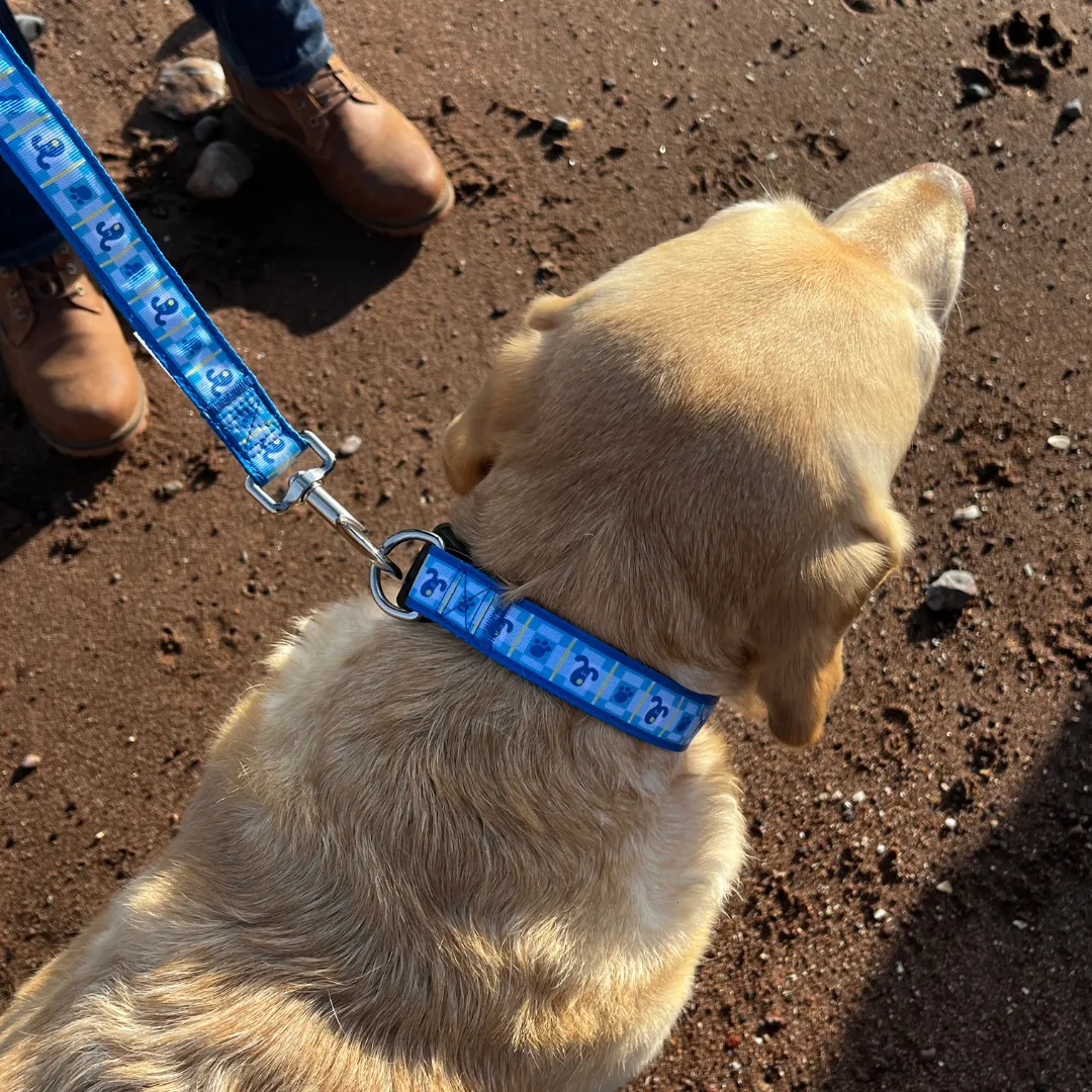 Dog Collar and Lead Set