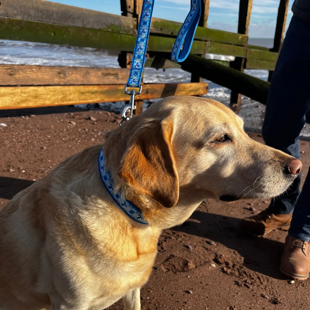 Dog Collar and Lead Set