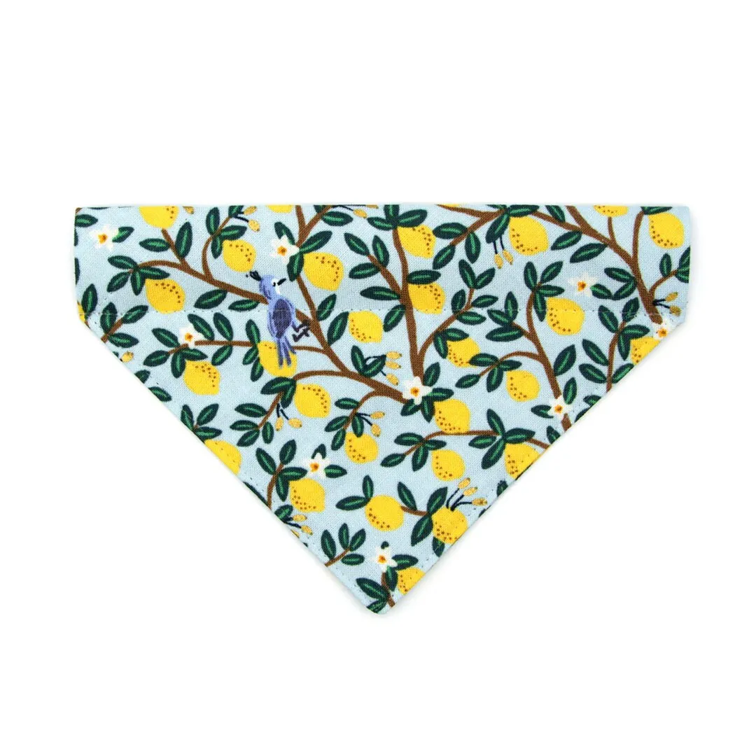 Pet Bandana - "Lemon Drops" - Rifle Paper Co® Light Blue & Lemon Bandana for Cat   Small Dog / Spring   Summer / Slide-on Bandana / Over-the-Collar (One Size)