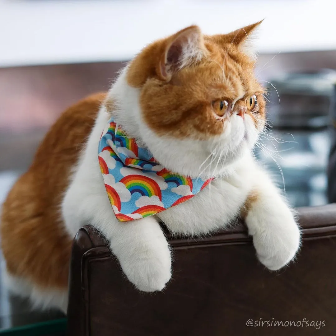 Pet Bandana - "Rainbow Magic" - 80s Retro Bandana for Cat   Small Dog / Birthday / LGBTQ Pride / Slide-on Bandana / Over-the-Collar (One Size)