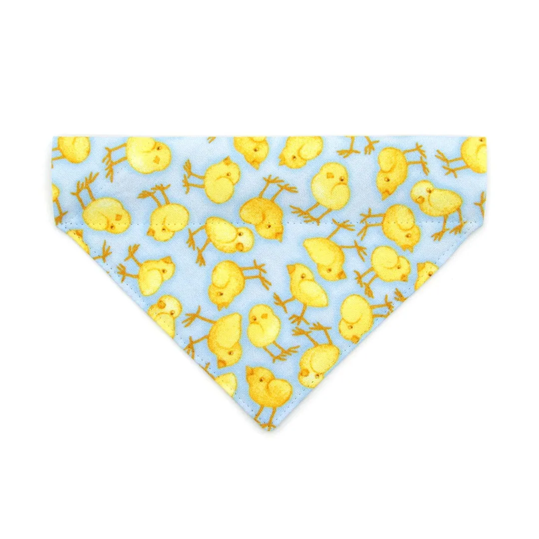 Pet Bandana - "Spring Chicks - Blue" - Easter Light Blue Bandana for Cat   Small Dog / Spring, Baby Chick / Slide-on Bandana / Over-the-Collar (One Size)