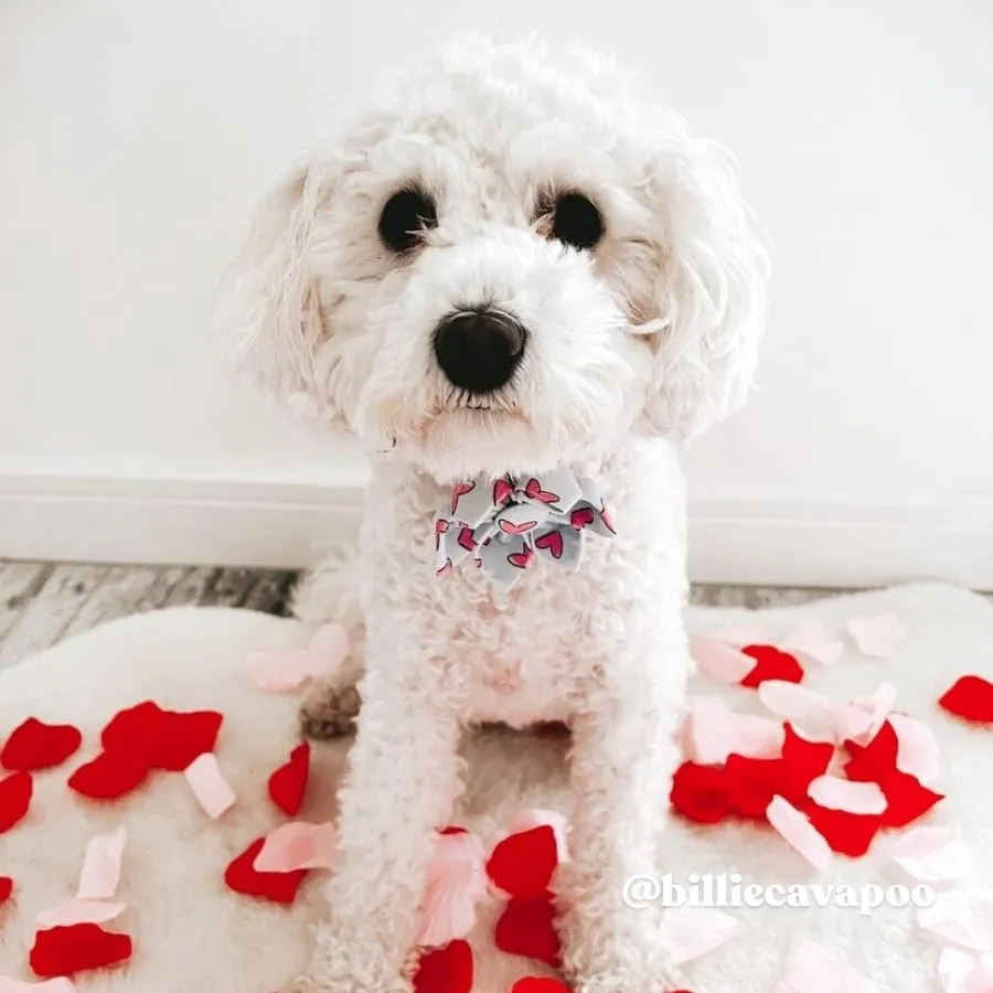 Puppy Love Flower Unbreakable Collar™ & Leash Set