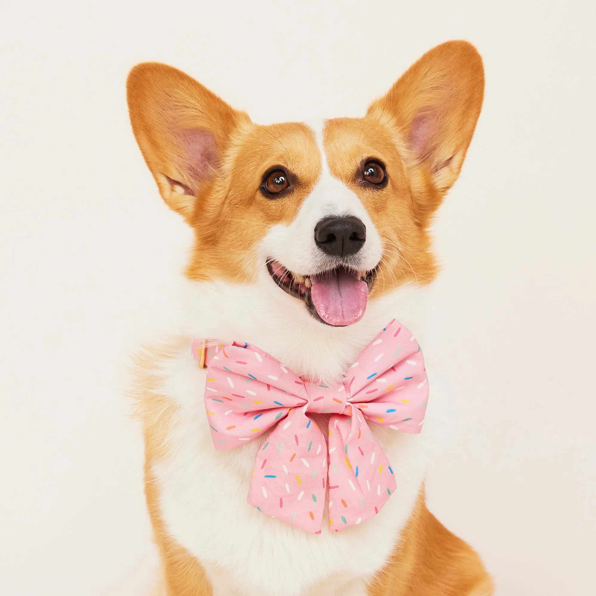 Sprinkles Lady Dog Bow